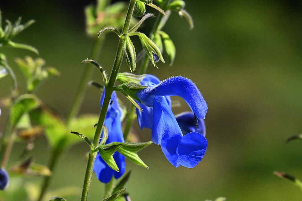 2025-08270197 Tower Hill Botanic Garden, MA.JPG - Blue Anise Sage (Salvia guaranitica). New England Botanic Garden at Tower Hill, MA, 8-27-2025